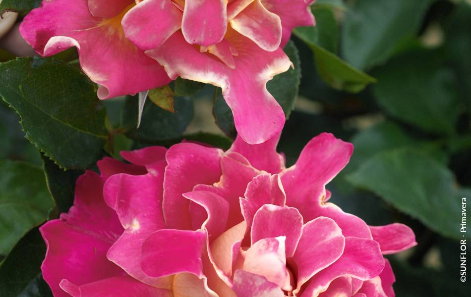 ©SUNFLOR - Primavera